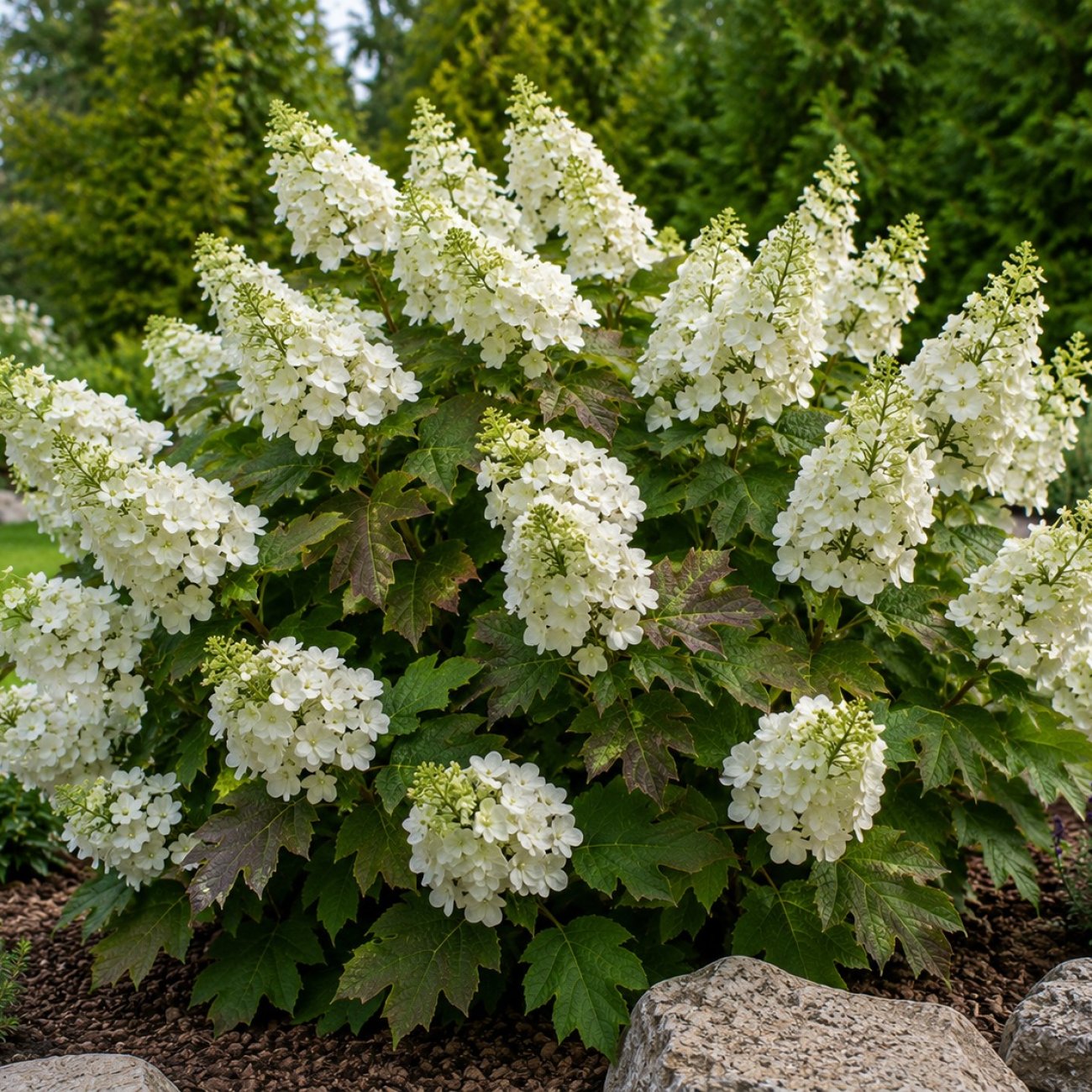 Obrázok Hortenzia dubolistá (Hydrangea quercifolia) 'SNOW QUEEN' - výška 20-30 cm, kont. C2L